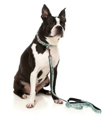 Dreamtime Koalas Dog Collar