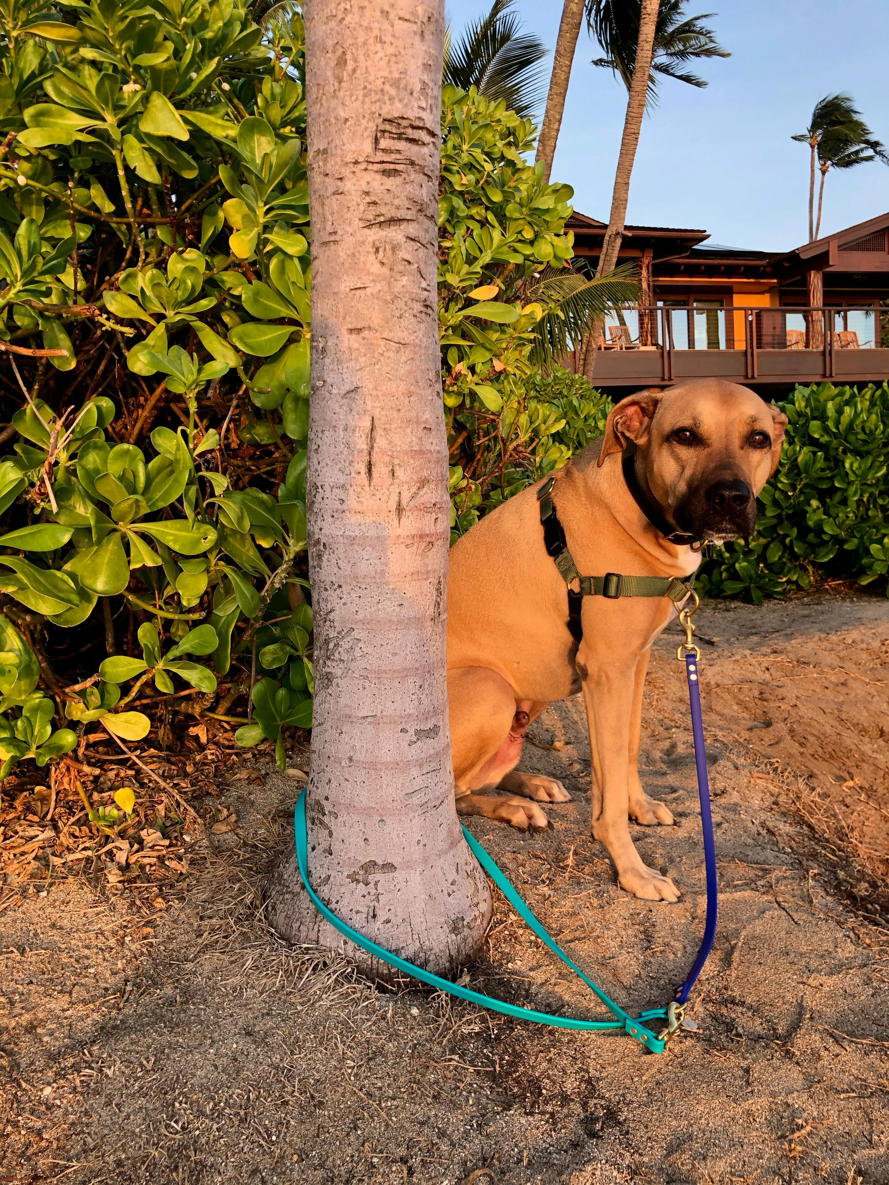 Multi-Way Waterproof Leash: Wine   Black   Brass
