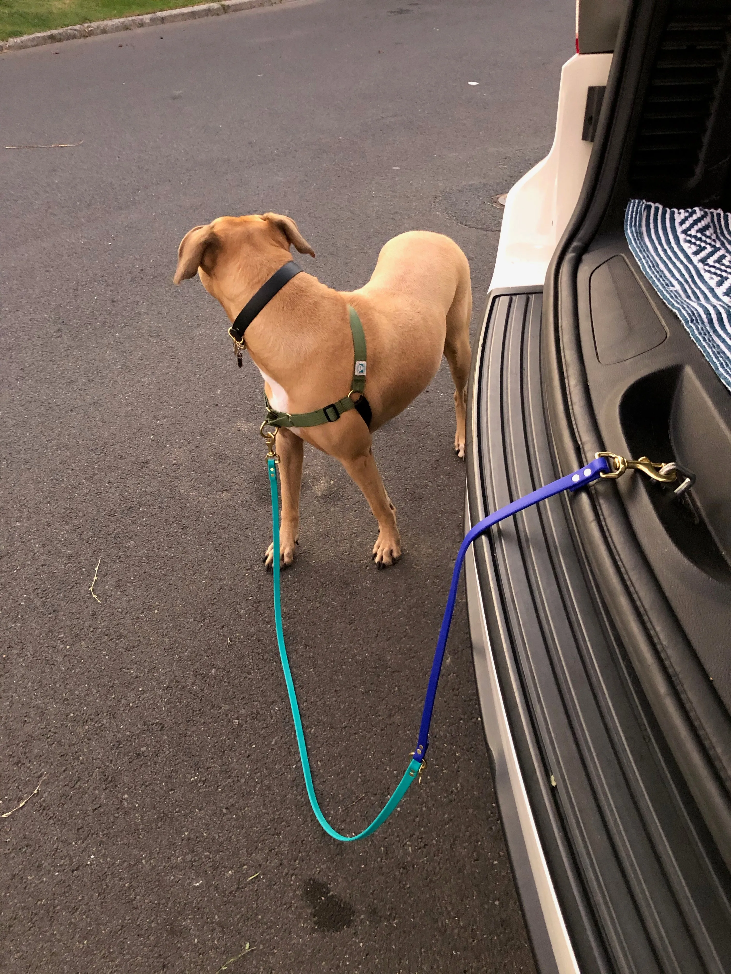 Multi-Way Waterproof Leash: Wine   Black   Brass