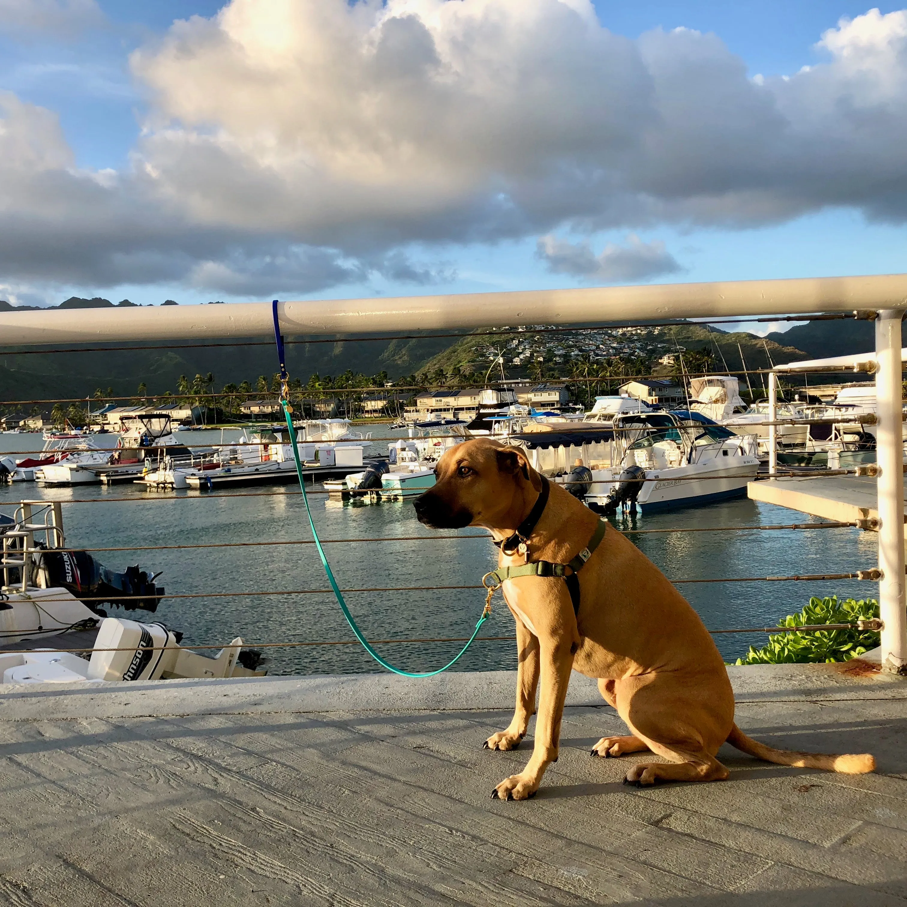 Multi-Way Waterproof Leash: Wine   Black   Brass
