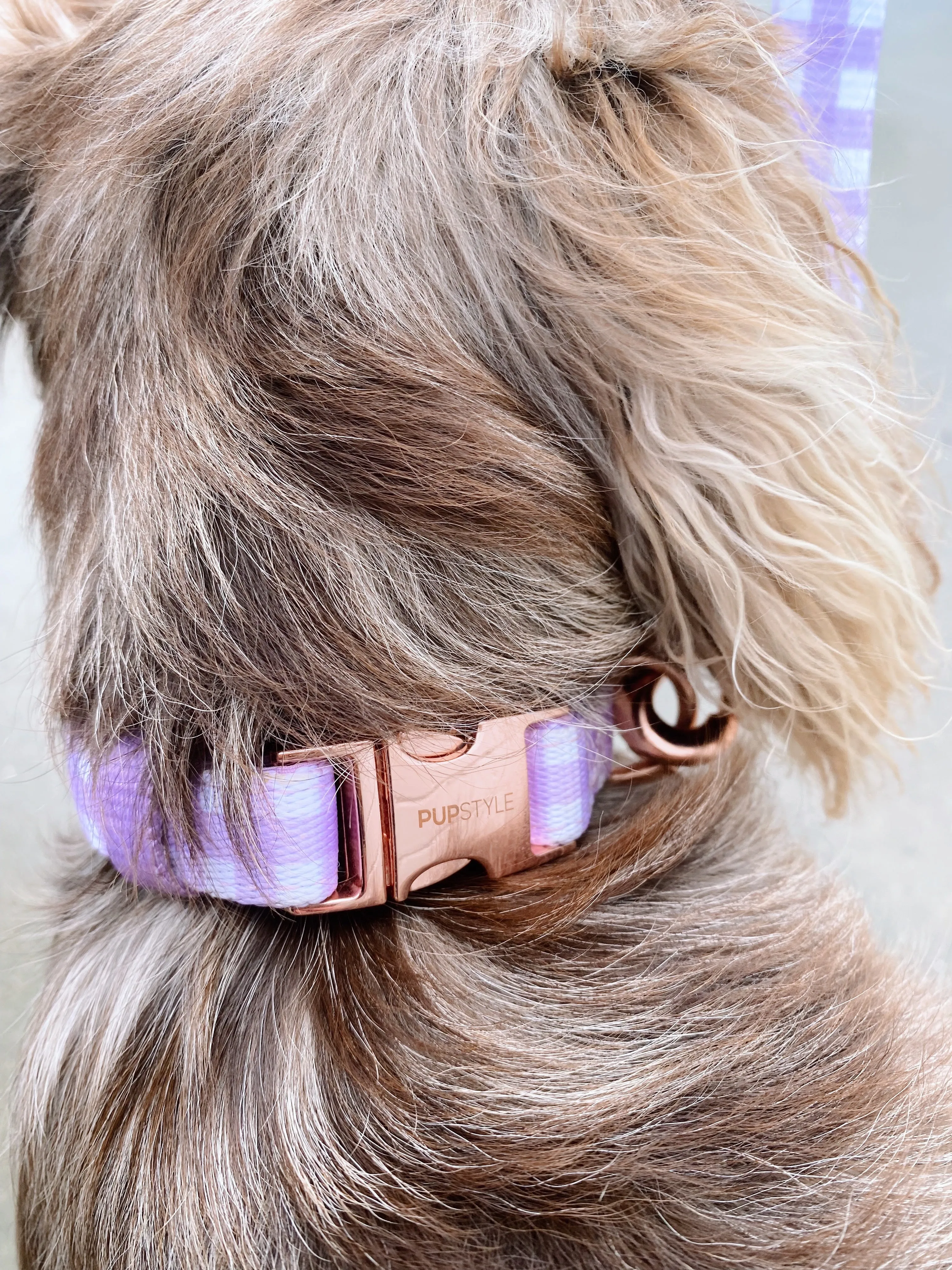"Berry Milkshake" Suburban Collar
